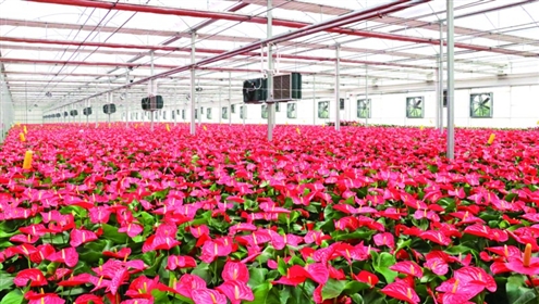 商河县大力发展花卉经济